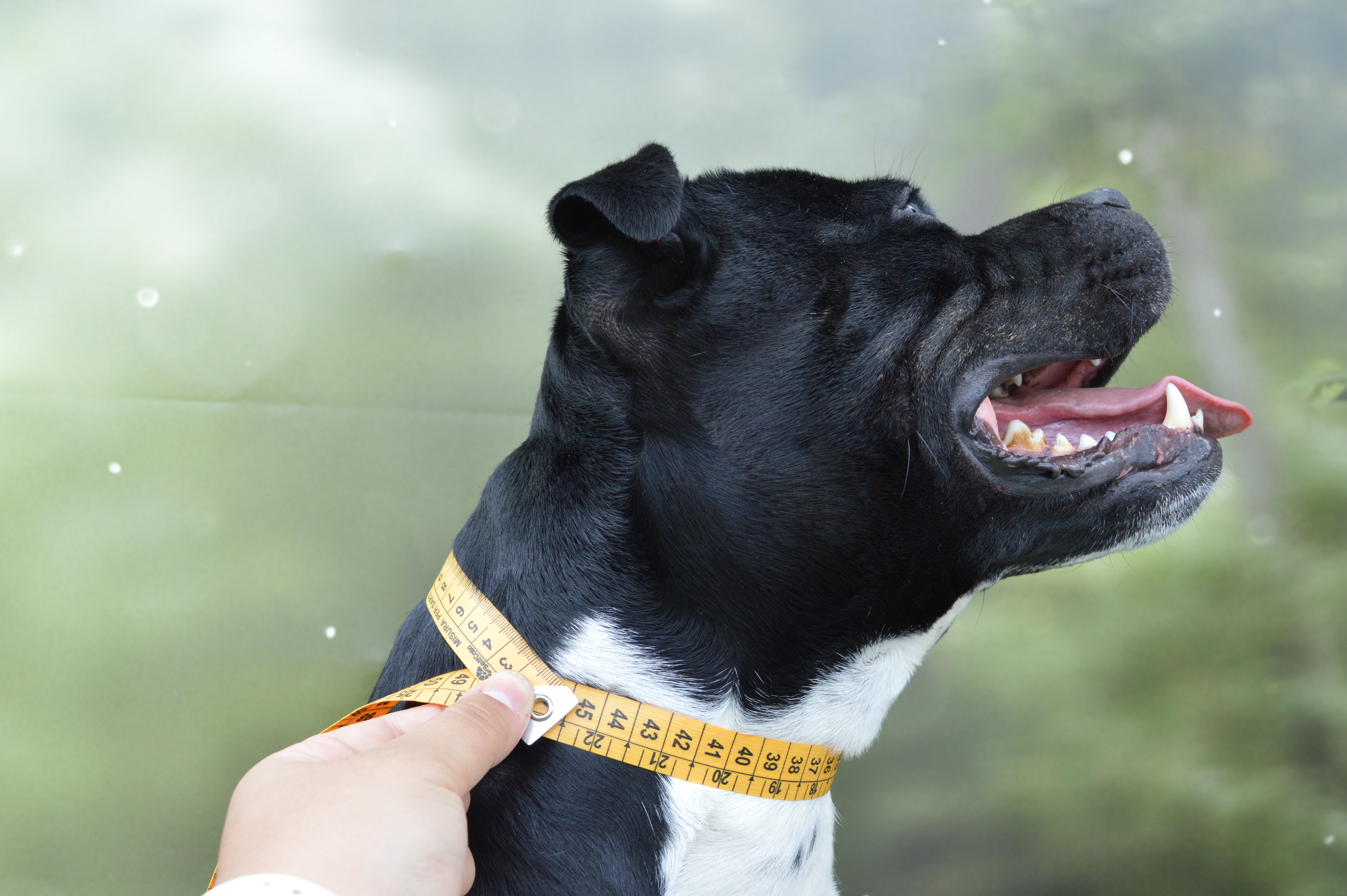 Hund wird richtig gemessen